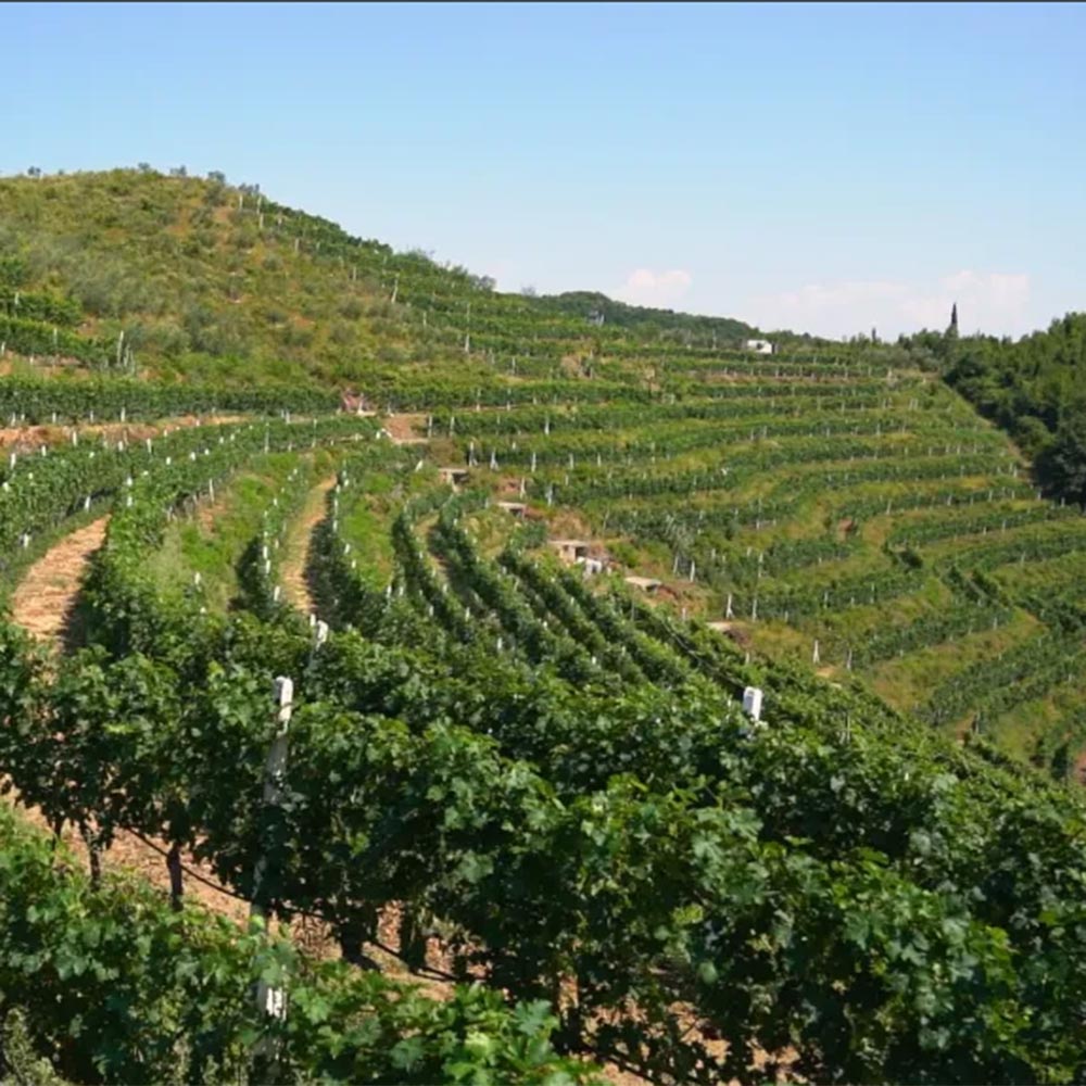 Experience DUKA Winery & Vineyard