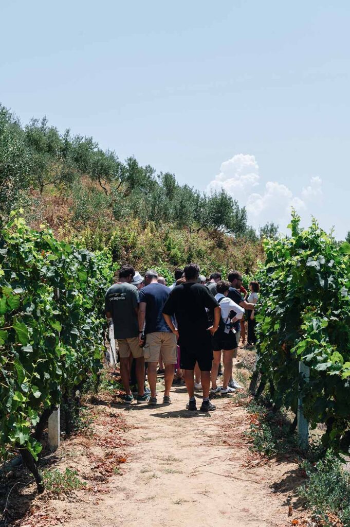 Experience DUKA Winery & Vineyard